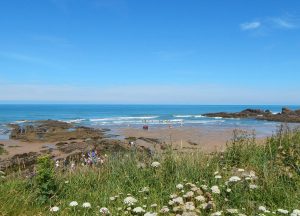 The clover blows in the wind overlooking Crooklets Beach in Bude