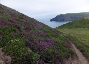 Purple heather blows in the breeze on the South West Coast Path south of Bude