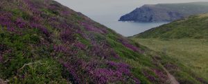 South West Coast Path near Bude, Cornwall